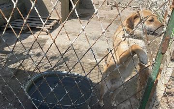 Самаркандский приют для животных находится на грани закрытия из-за районного хокимията
