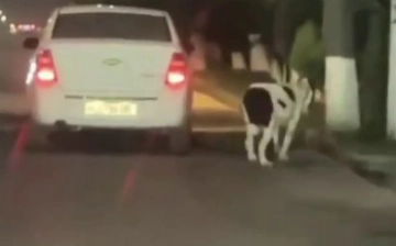 В Узбекистане собаку привязали к движущемуся автомобилю — видео