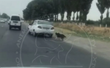Живодер из Узбекистана привязал собаку к багажнику движущегося авто (видео)