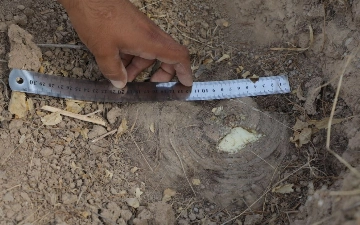 В Кашкадарье выкопали 2,5 тысячи кустов таджикской ферулы: ущерб оценили в миллиард сумов