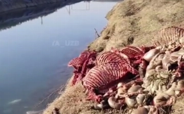 Toshkent viloyatidagi kanaldan eshak go‘shti topildi