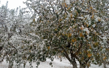 Foto: O‘zbekiston hududlarida yog‘gan qor