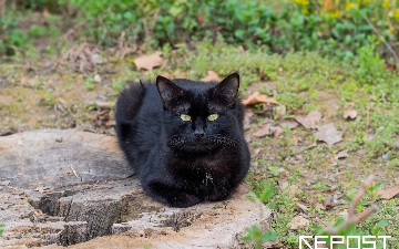 В Узбекистане начали разрабатывать законопроект о защите животных от жестокого обращения
