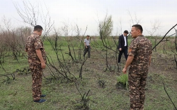 В Самарканде произошел крупный лесной пожар: ущерб оценили почти в 2 млрд сумов