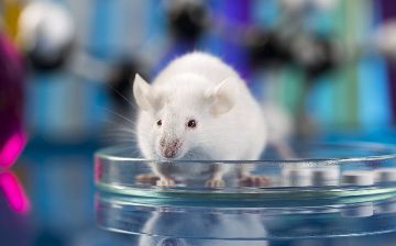 Врачи смогли вылечить онкологию у мышей всего за шесть дней