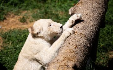 Пополнение в столичном зоопарке: в Ташкент привезли двух белых львят из Южной Африки