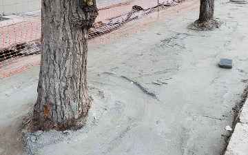 В Узбекистане начнут массово освобождать замурованные в бетон деревья