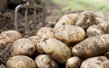 Узбекистан вернул Ирану и Пакистану тонны опасного картофеля 