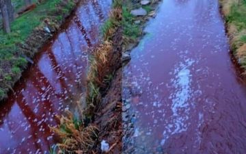 В Кибрае предприятие сливало кровавые отходы в арыки 