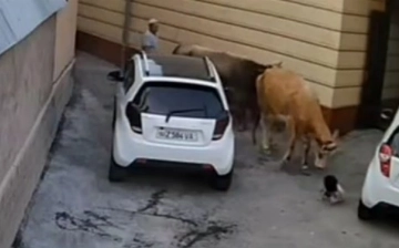В Намангане корова напала на женщину и маленького ребенка