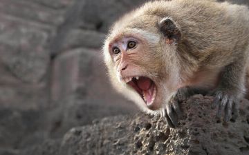 Оспа обезьян опасна для человека — чем?