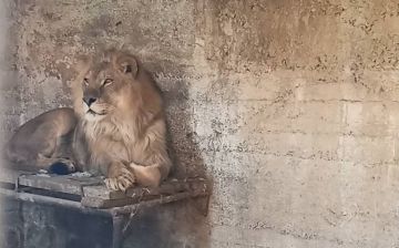 В частном доме в Ташобласти нашли львов - видео