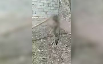В Узбекистане неизвестный подвесил кота на дерево и избил его 