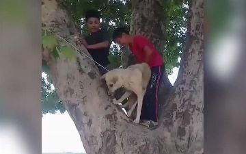 УВД Наманганской области прокомментировали инцидент с повешенной на дереве собакой: она оказалась жива