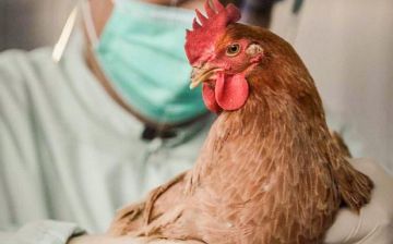 Птичий грипп будет мутировать — это опасно