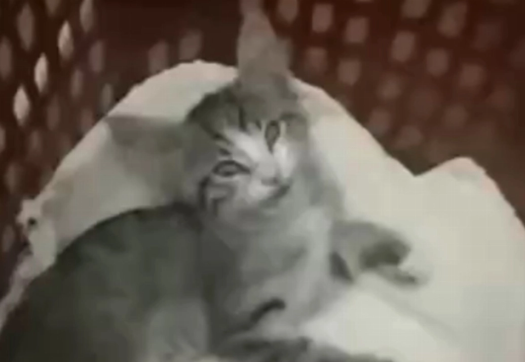 Кадр из видео