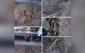 В Ташкенте строительная компания снова повредила деревья