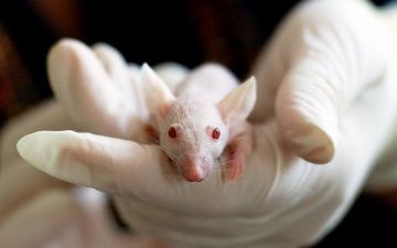 В одном из субъектов России наблюдается значительное увеличение числа заболевших мышиной лихорадкой