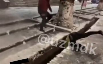 В Ташкенте мужчина решил пнуть елку, но получив ответный удар, упал головой в арык - видео