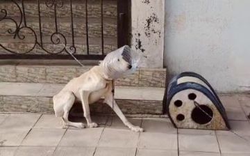 Истощенная собака с баклажкой на голове: в ГУВД прокомментировали распространившееся видео