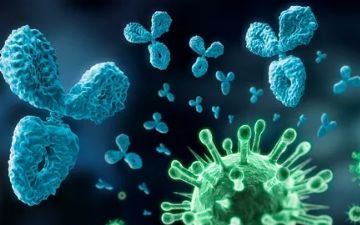 Ученые рассказали о факторах, которые мешают антителам к коронавирусу вырабатываться 