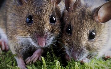 В России опровергли гипотезу о том, что омикрон-штамм мутировал в мышах