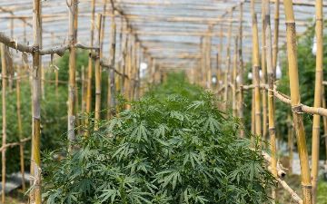Таиланд легализовал марихуану