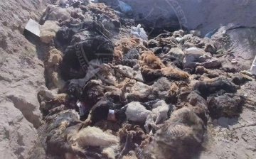 В окрестностях Нукуса обнаружили более 100 убитых собак и кошек 
