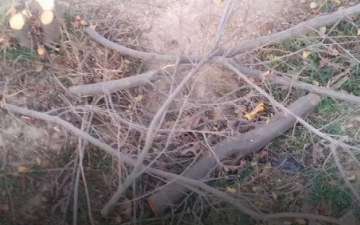 В Кашкадарье помощник хокима незаконно срубил кустарники и деревья
