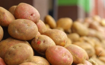 Узбекским фермерам бесплатно раздадут семена элитной картошки