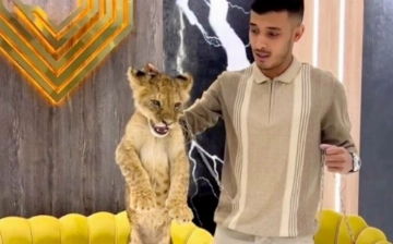 В Ташкенте парень использовал львенка и крокодила для рекламы магазина — видео