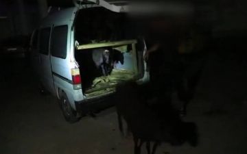 В Навои поймали водителя с 29 баранами в Damas — видео