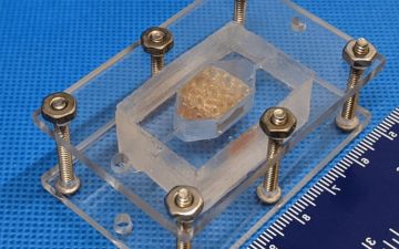 Американские учёные напечатали на 3D-принтере жизнеспособную искусственную печень