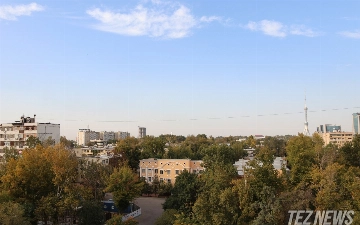 В Ташкенте могут запретить продажу земель с многолетними деревьями