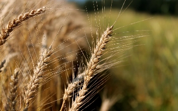 В Узбекистан завозили российскую пшеницу под видом казахстанской