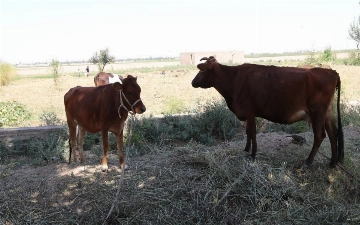 В Узбекистане объявили месяц санитарии и гигиены в животноводстве из-за угрозы распространения ящура