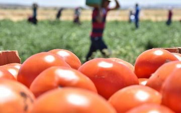 Узбекистан запретил ввоз томатов и перца из Турции из-за обнаруженного в них вируса 