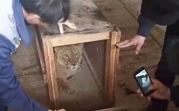 Самаркандского львенка привезли в Ташкентский зоопарк