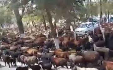 Недовольные граждане Самаркандской области  пригнали стадо овец к зданию районного хокимията