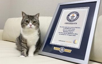 Японский кот из Японии попал в Книгу рекордов Гиннеса, узнайте за что