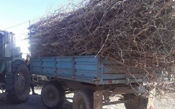 В Каракалпакстане незаконно выкопали деревья, внедренные в государственный заповедник