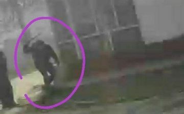 В Янгиюле отловщик убил собаку, ударив ее по голове — видео (18+)