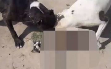 В Навои тиктокер ради хайпа дал собакам растерзать кота — видео (18+)