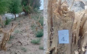 В Бухаре незаконно вырубили более 150 деревьев, ущерб составил 1,3 млрд сумов