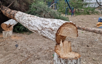 Qarshida nomaʼlum shaxslar tomonidan 30 tup daraxt kesib ketildi