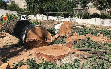 В Узбекистане увеличился штраф за незаконную вырубку деревьев