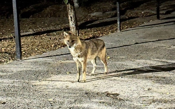 Пойман шакал, замеченный в центре Ташкента: его передали в зоопарк