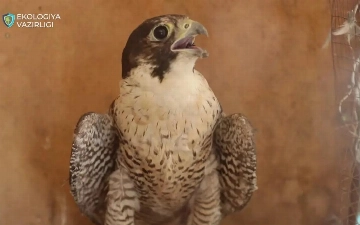 Toshkent viloyatida noyob lochinlarni noqonuniy saqlayotgan shaxs jarimaga tortildi