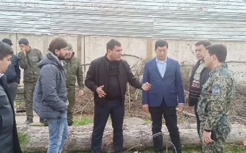 Возбуждено уголовное дело по факту незаконной вырубки деревьев в Ташкенте 