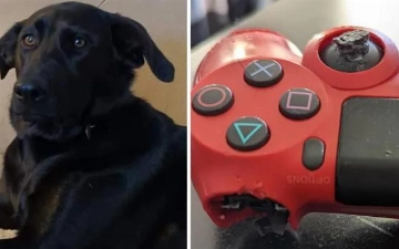 Собака сгрызла геймпад хозяина и сделала несколько покупок в PlayStation Store